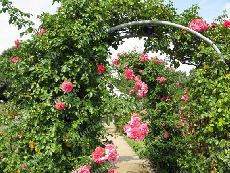 Rosenbogen in Planten un Blomen