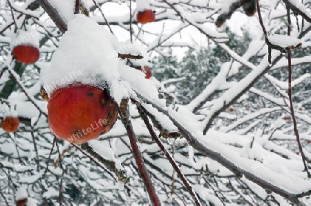 Apfel auf schneebedecktem Baum