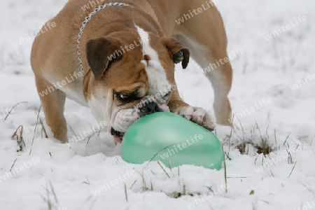 continental Bulldog mit Luftballon