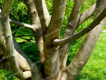 Kahler Baum in ungew?hnlicher Form und F?rbung