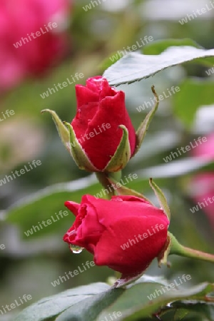 Wassertropfen an Rose