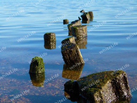 Old wooden piers in the water - Alte Holzpfeiler im Wasser