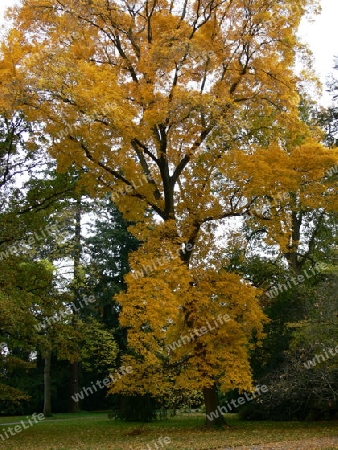 M?chtiger Baum im Herbst 2