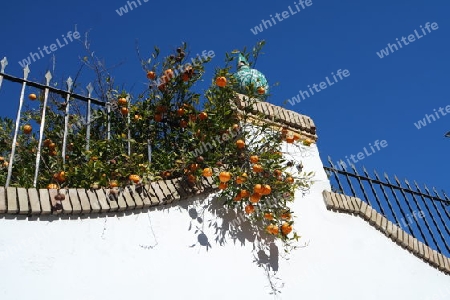 Gartenmauer in Sevilla