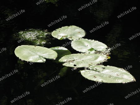 Floating lilypads