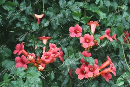 Trompetenblume mit roten Blüten