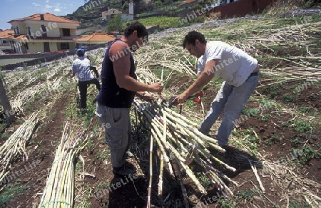 Zuckerrohr Bauern bei der Zuckerrohr Ernte auf der Insel Madeira im Atlantischen Ozean