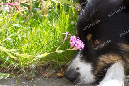Hund mit Blume