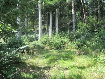 Wald VIII