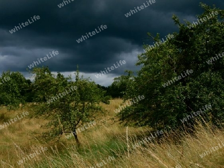 Dunkle Wolken ?ber trockenem Gras oder Ruhe vor dem Sturm P6230986