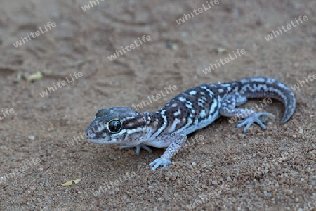 Gecko, Madagaskar