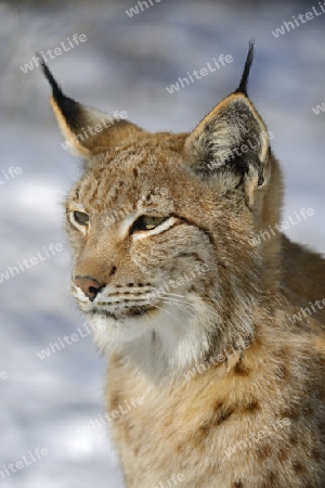 Eurasischer, europ?ischer Luchs oder Nordluchs (Lynx lynx) Portrait im Winter, Brandenburg, Deutschland , Europa
