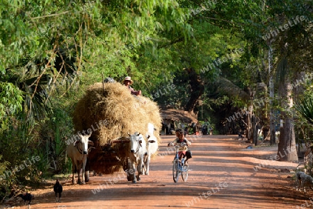 A Farmer with his Ox wagon Transport near the City of Siem Riep in the west of Cambodia.