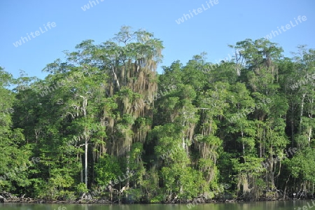 Louisiana Moos - Tillandsia usneoides