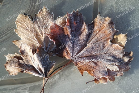Blätter auf Eis