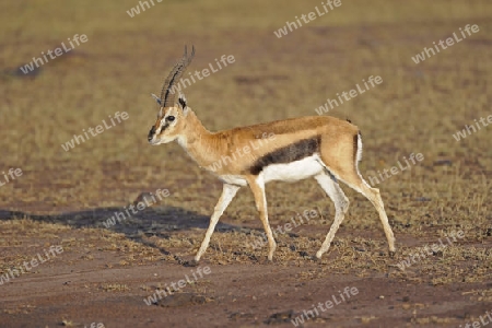 Thomson-Gazelle , Antilope (Eudorcas thomsoni, fr?her Gazella thomsoni), Masai Mara, Kenia
