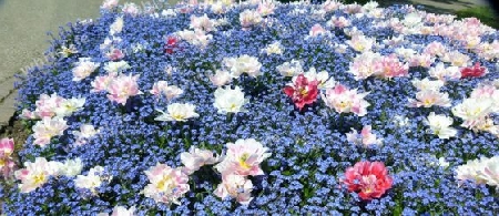 Blumenbeet mit Tulpe und Vergi?MeinNicht 3