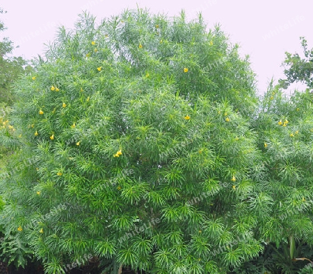 Tropischer Oleander - Thevea peruviana