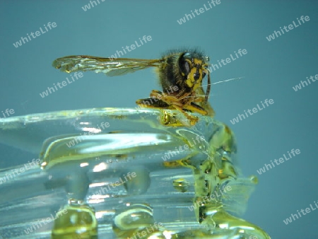 Wespe auf Honig