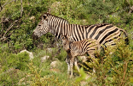 Zebra mit Jungem