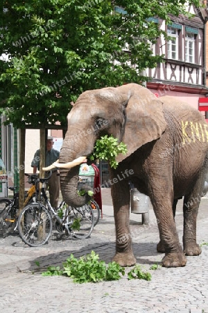 Elefant in der Stadt