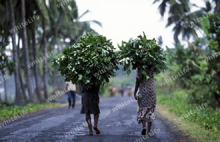 farmers in a village on the Island of Anjouan on the Comoros Ilands in the Indian Ocean in Africa.   