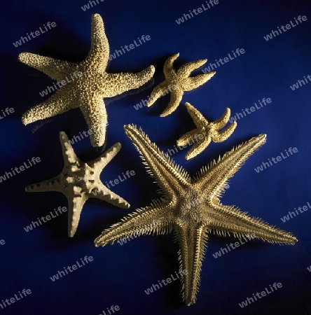 studio photography of starfishes in dark blue back