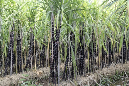 a sugar plantation in a village near the city of Myeik in the south in Myanmar in Southeastasia.