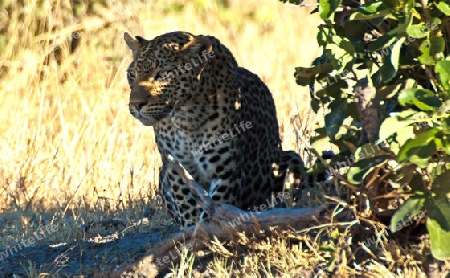Serie - Leopard wird wach 3 -  Schatten
