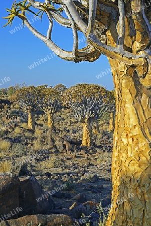 K?cherbaum oder Quivertree (Afrikaans: Kokerboom,  Aloe dichotoma) bei Sonnenaufgang , Keetmanshoop, Namibia, Afrika