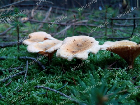 Pilzgruppe im Nadelwald I