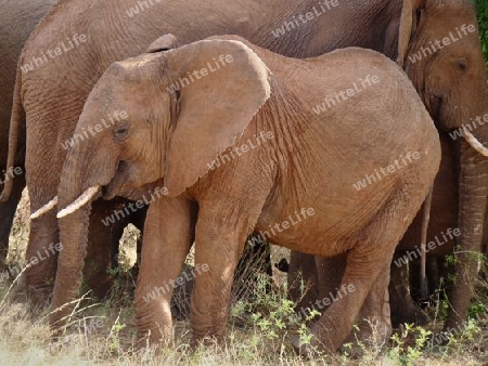Kenia - Junger Elefant in der Herde