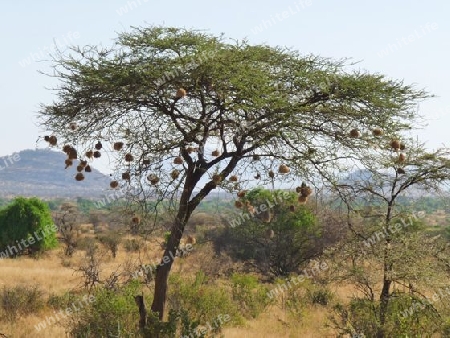 Kenia - Webervogelnester