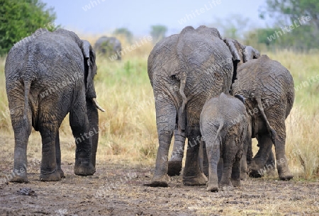 Afrikanische Elefanten (Loxodonta africana), Familie von Hinten , Masai Mara, Kenia, Afrika
