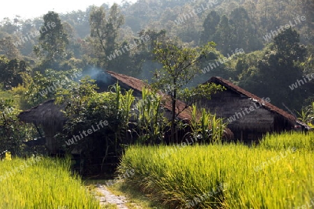 Die Landschaft mit einem Reisfeld beim Dof Chiang Dao noerdlich von Chiang Mai im Norden von Thailand.
