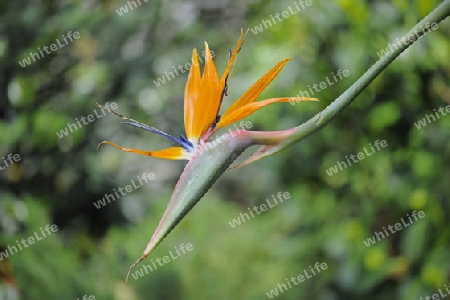 Paradiesvogelblume (Strelitzia reginae), Vorkommen S?dafrika