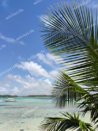Palme am tropischen Strand, Mauritius