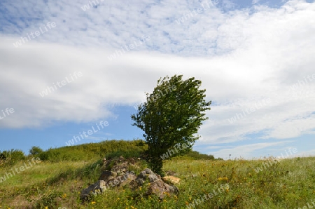 Baum auf einer Weide bei Idstein