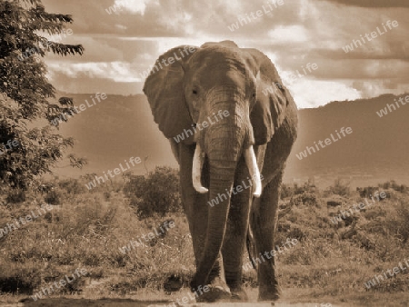 Elefantenbulle, in, Tsavo, Ost, Kenya, Afrika, Nationalpark, Wildlife, Wildreservat, Alt