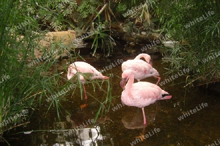 kleine Flamingos