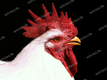 my rooster