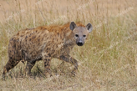T?pfelhy?ne (Crocuta crocuta), Alttier, Masai Mara, Kenia, Afrika