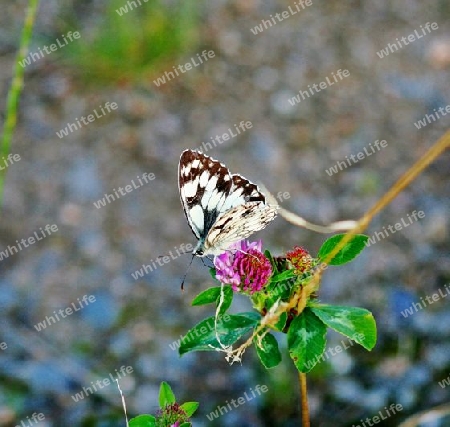 Schachbrett Schmetterling,Lat. melanargia galathea liinnaeus