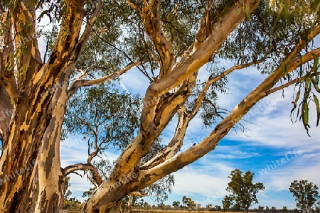 Eucalyptus near Narrandera new South Wales Australia