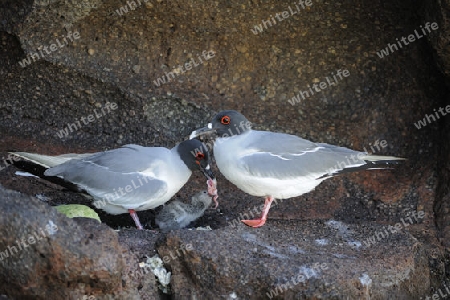 Gabelschwanzm?we (Creagrus furcatus) , Paar f?ttert K?ken, Insel Genovesa, Galapagos, Unesco Welterbe, Ecuador, Suedamerika, Pazifik