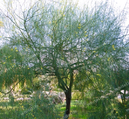 Tropischer Oleander - Thevea peruviana