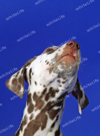Dalmatinerwelpe auf blauem Hintergrund