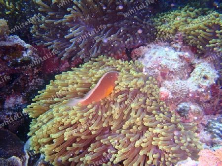 Koralle und Fisch Symbiose