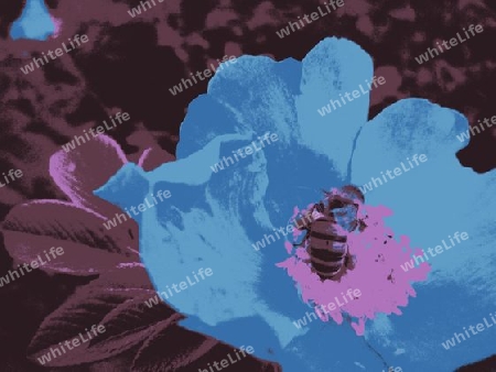 Biene auf Buschrose II Reduktion
