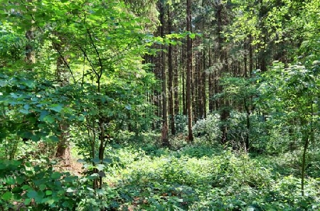 Beautiful view into a dense green forest with bright sunlight casting deep shadow.